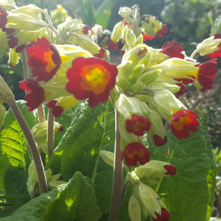 Plant image Primula veris 'Sunset Shades'