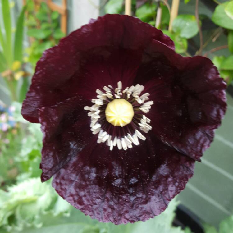 Plant image Papaver somniferum 'Black Beauty'