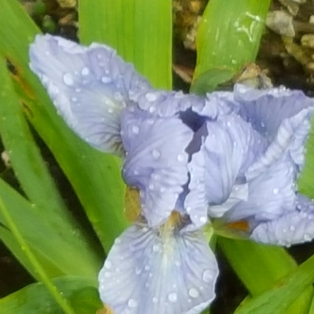Plant image Iris x germanica 'English Cottage'