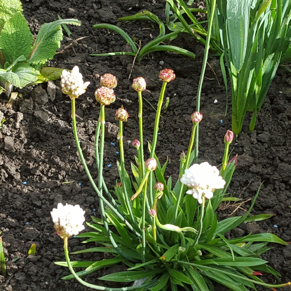 Armeria maritima 'Armada White'
