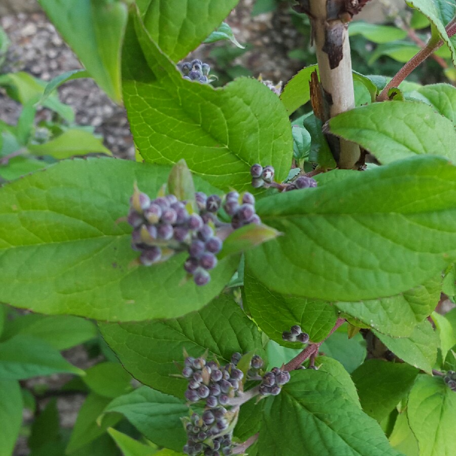 plant image 65923