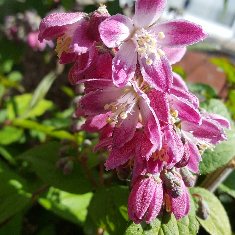 plant image 96924