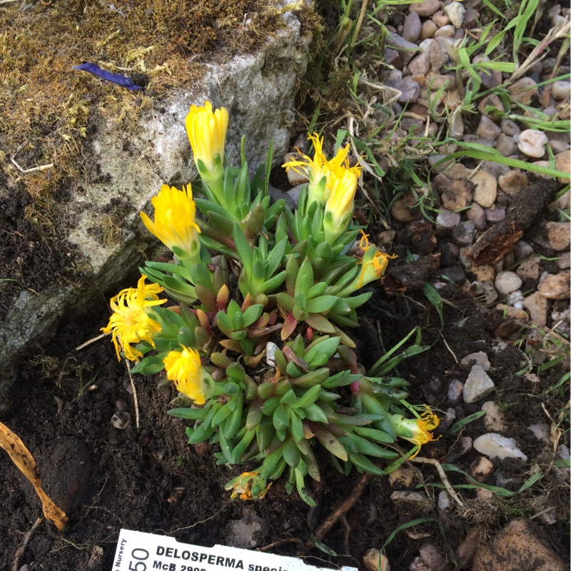 Plant image Delosperma Congestum