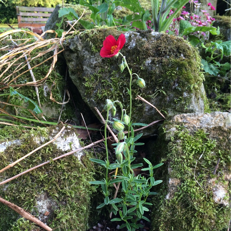 plant image 129939