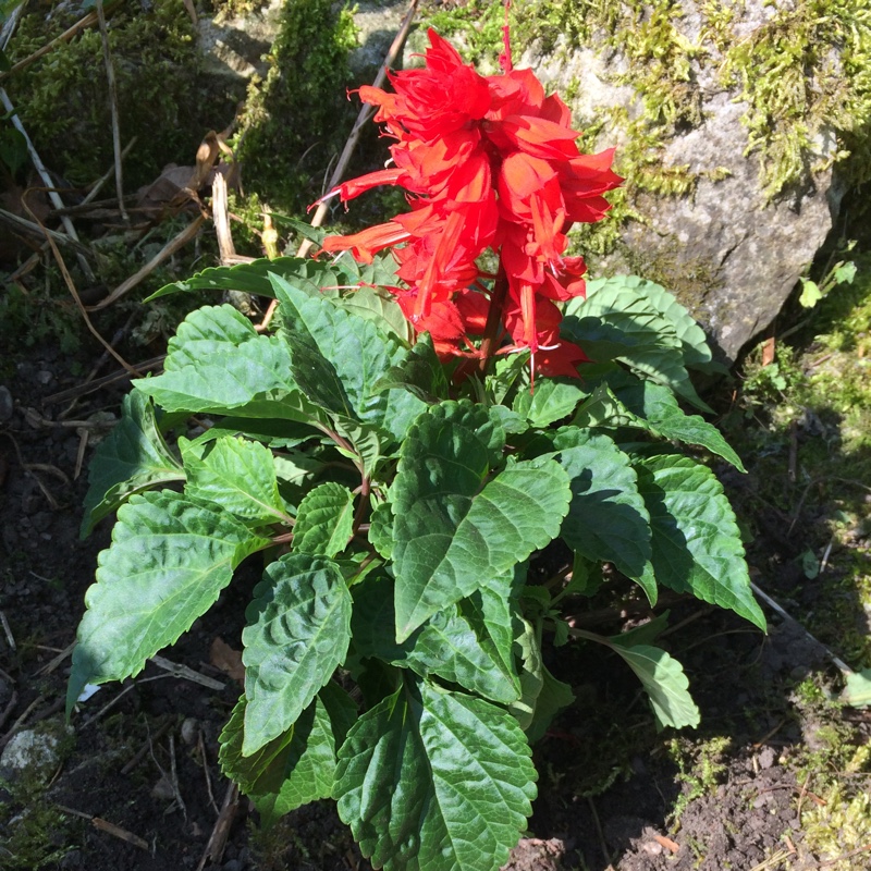 Plant image Salvia splendens 'Fireball'