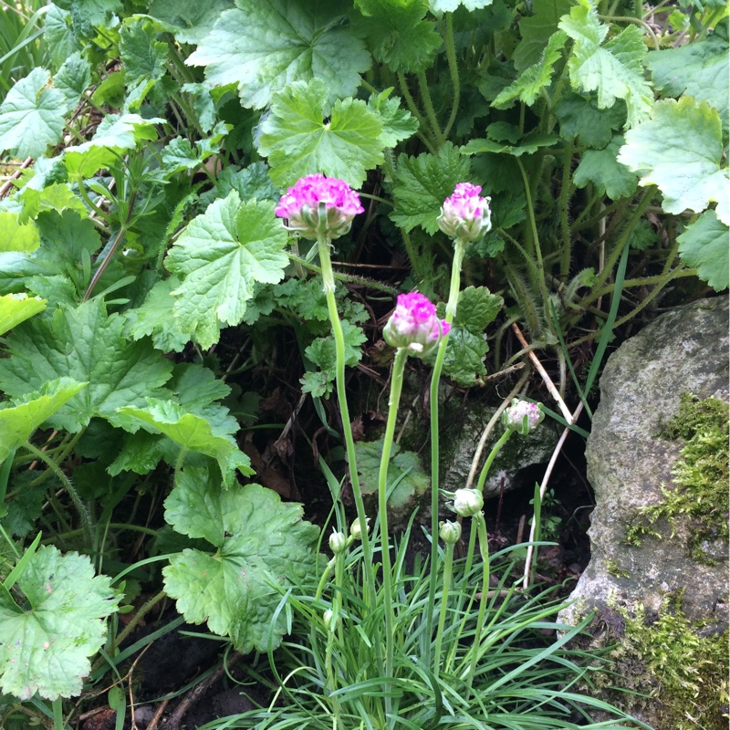 plant image 130164