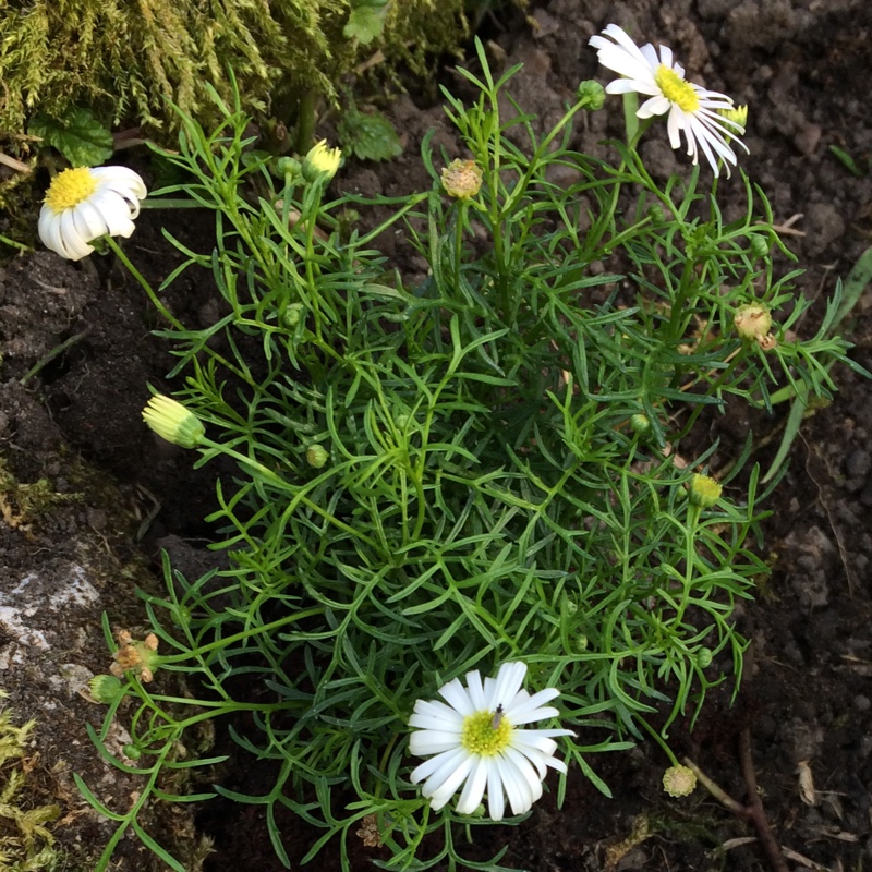 Plant image Brachyscome iberidifolia
