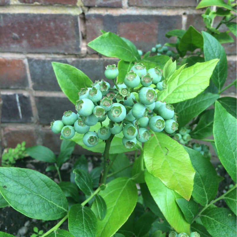 Plant image Vaccinium corymbosum