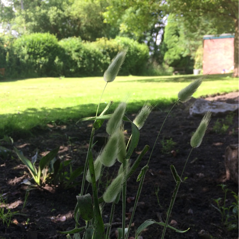 plant image 135062 plant image 135062