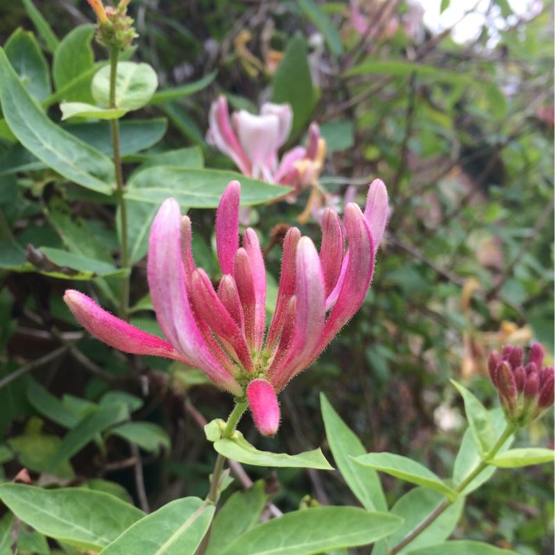 Plant image Lonicera periclymenum 'Belgica Select'