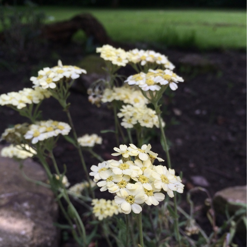Plant image Achillea x lewisii 'King Edward'