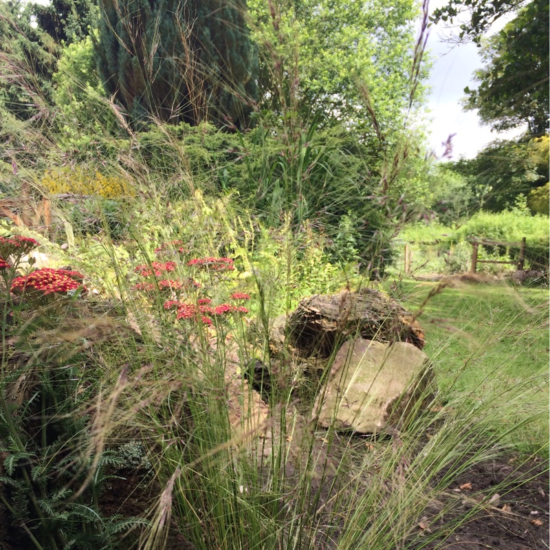Plant image Nassella tenuissima syn. Stipa tenuissima