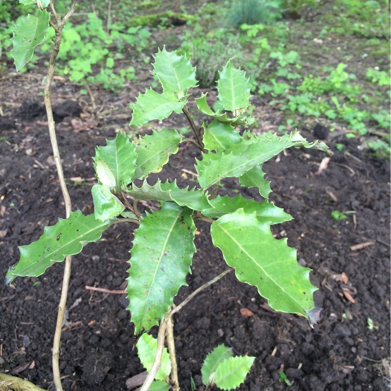 Plant image Olearia macrodonta
