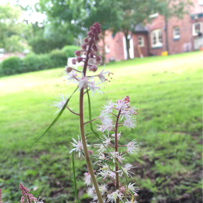 plant image 139790