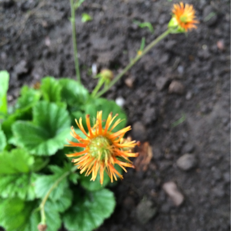 Plant image Geum coccineum 'Queen of Orange'