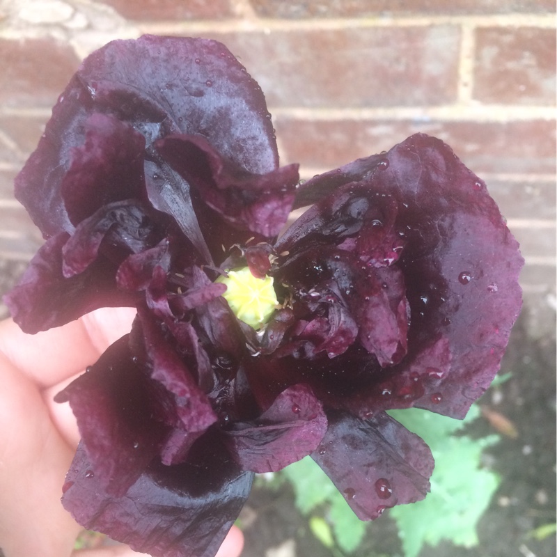 Plant image Papaver somniferum 'Black Beauty'