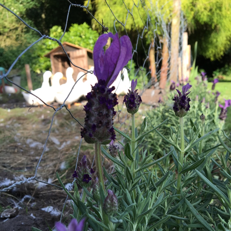 plant image 149649