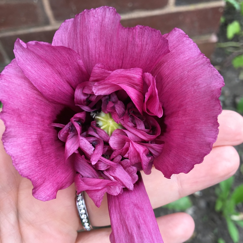 Plant image Papaver somniferum 'Violetta Blush'
