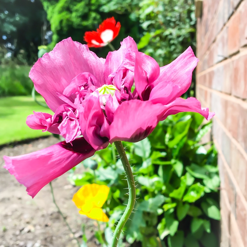 plant image 152960