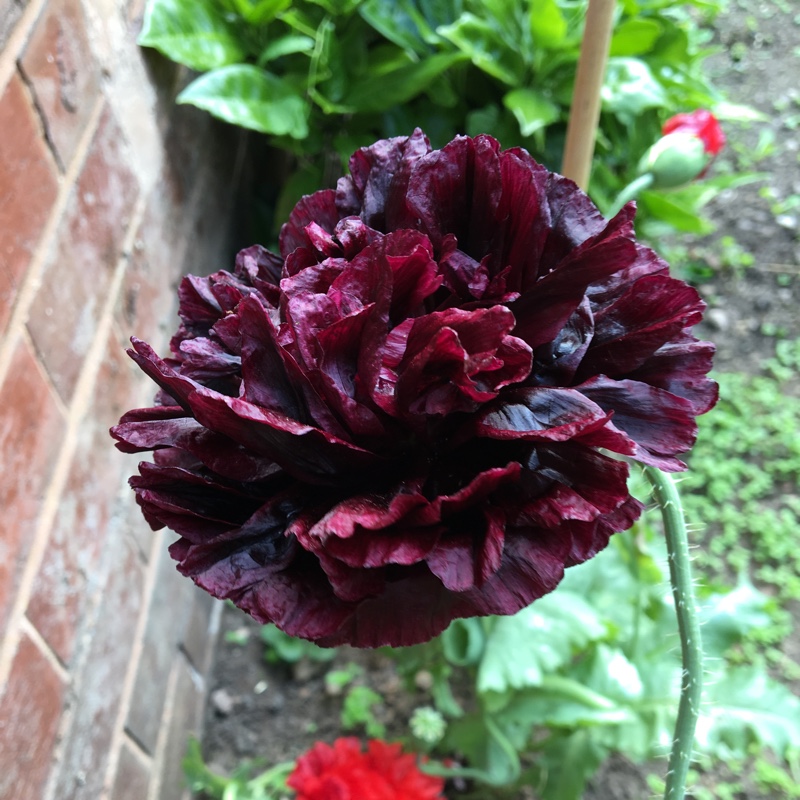 Papaver somniferum 'Black Beauty'