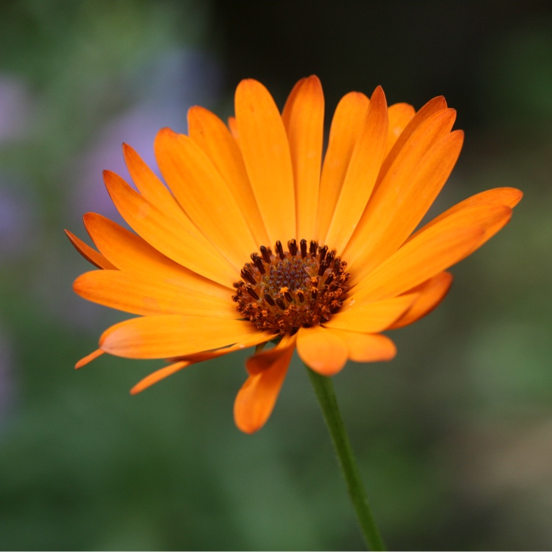 Plant image Osteospermum 'Orange Symphony'
