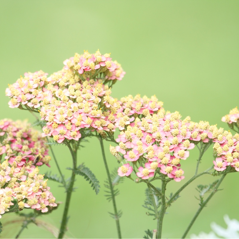 Plant image Achillea millefolium 'Paprika'