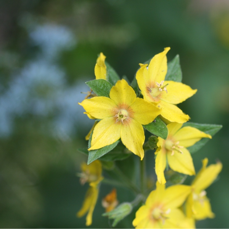 Plant image Lysimachia punctata