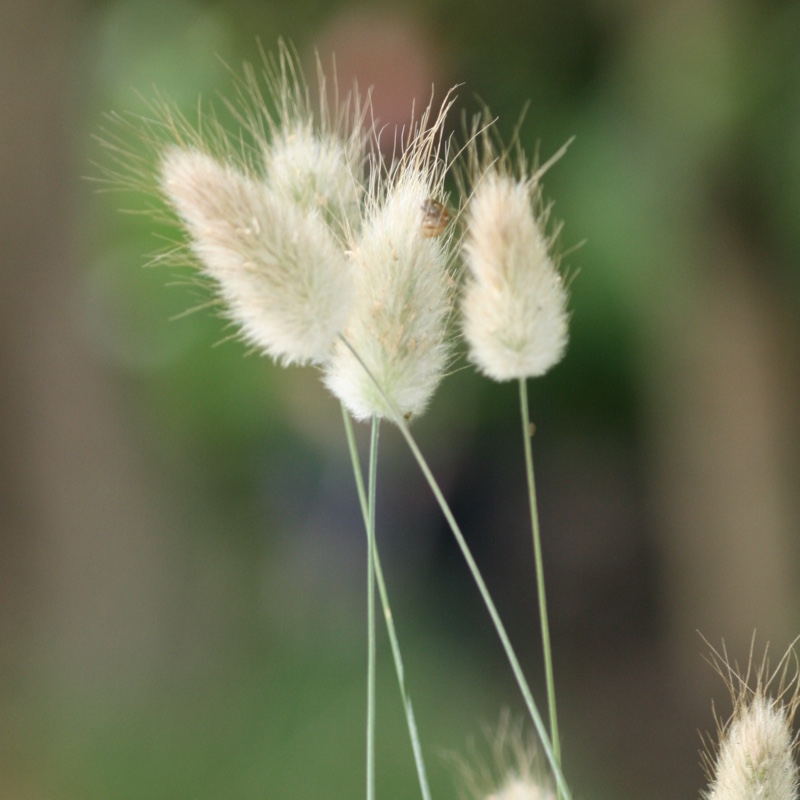 Plant image Lagurus ovatus syn. Lagurus ovatus 'Bunny's Tails'