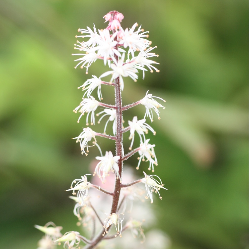 Plant image Tiarella 'Spring Symphony'