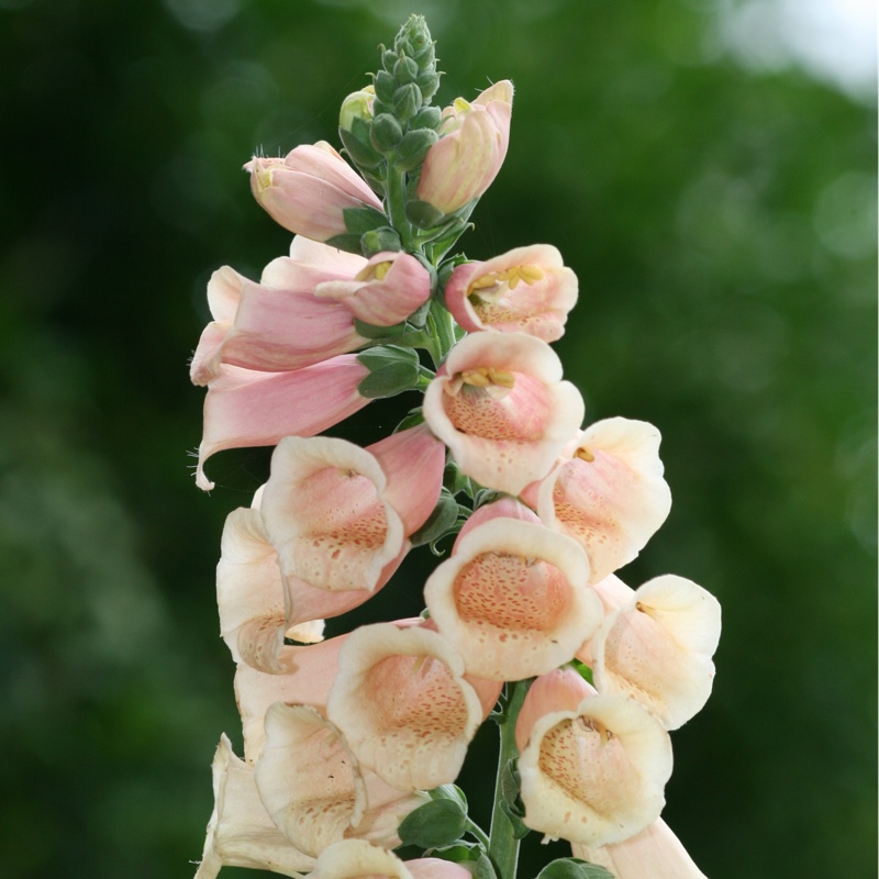 Plant image Digitalis purpurea 'Dalmation Peach'
