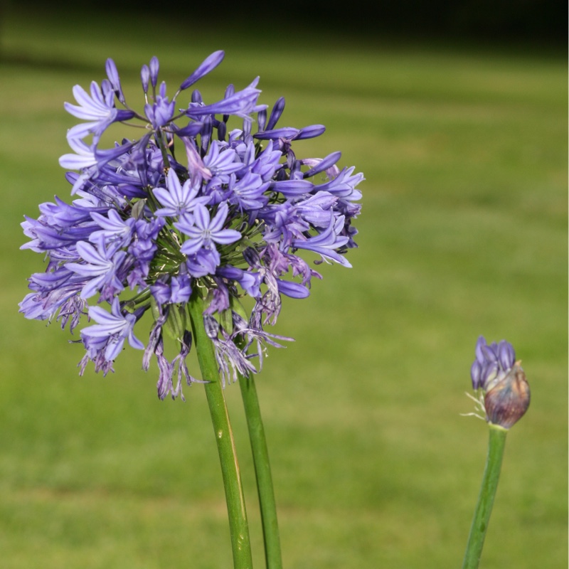 Plant image Agapanthus 'Midnight Star' syn. Agapanthus 'Navy Blue'