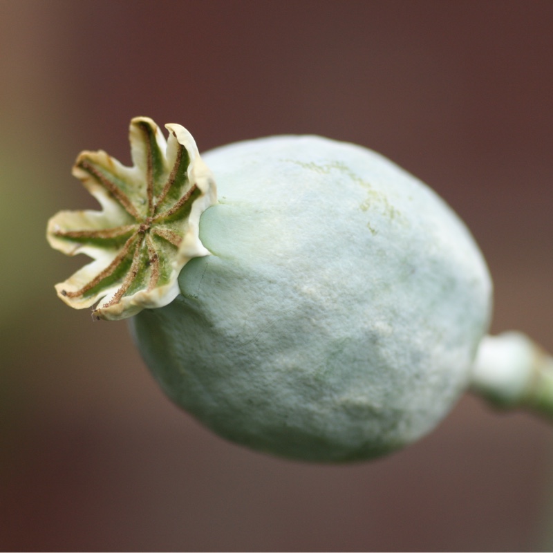 Opium Poppy 'Black Beauty'