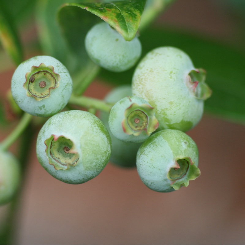 plant image 181596