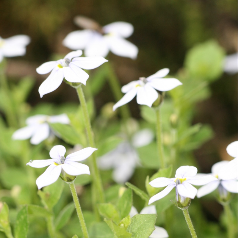 Plant image Lobelia pedunculata var. 'Alba' syn. Pratia Pedunculata 'Alba', Isotoma fluviatilis 'Alba'