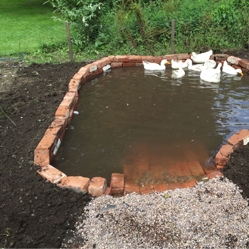 Pooltail's garden
