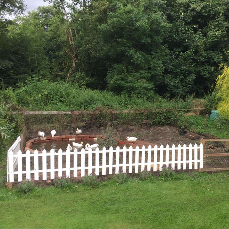Pooltail's garden