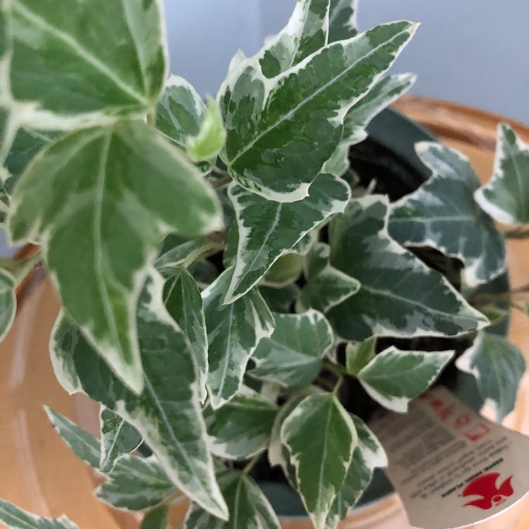 Plant image Hedera helix 'Adam'
