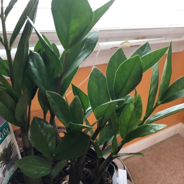 Zamioculcas zamiifolia