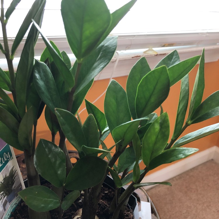 plant image 901190