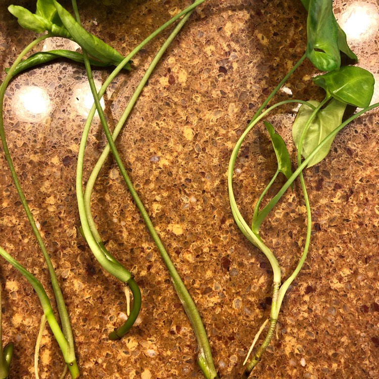 plant image 922813