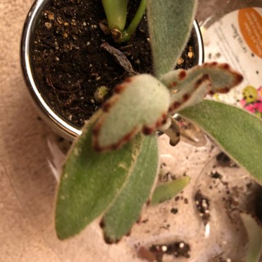 Kalanchoe Tomentosa 'Chocolate Soldier'