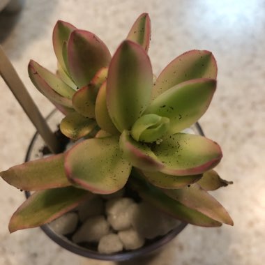 Crassula coccinea Variegated