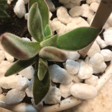 Echeveria Harmsii