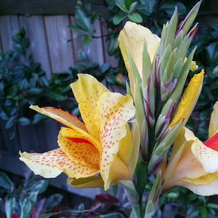 Plant image Canna 'Cleopatra' syn. Canna 'Yellow King Humbert', Canna 'Harlequin'
