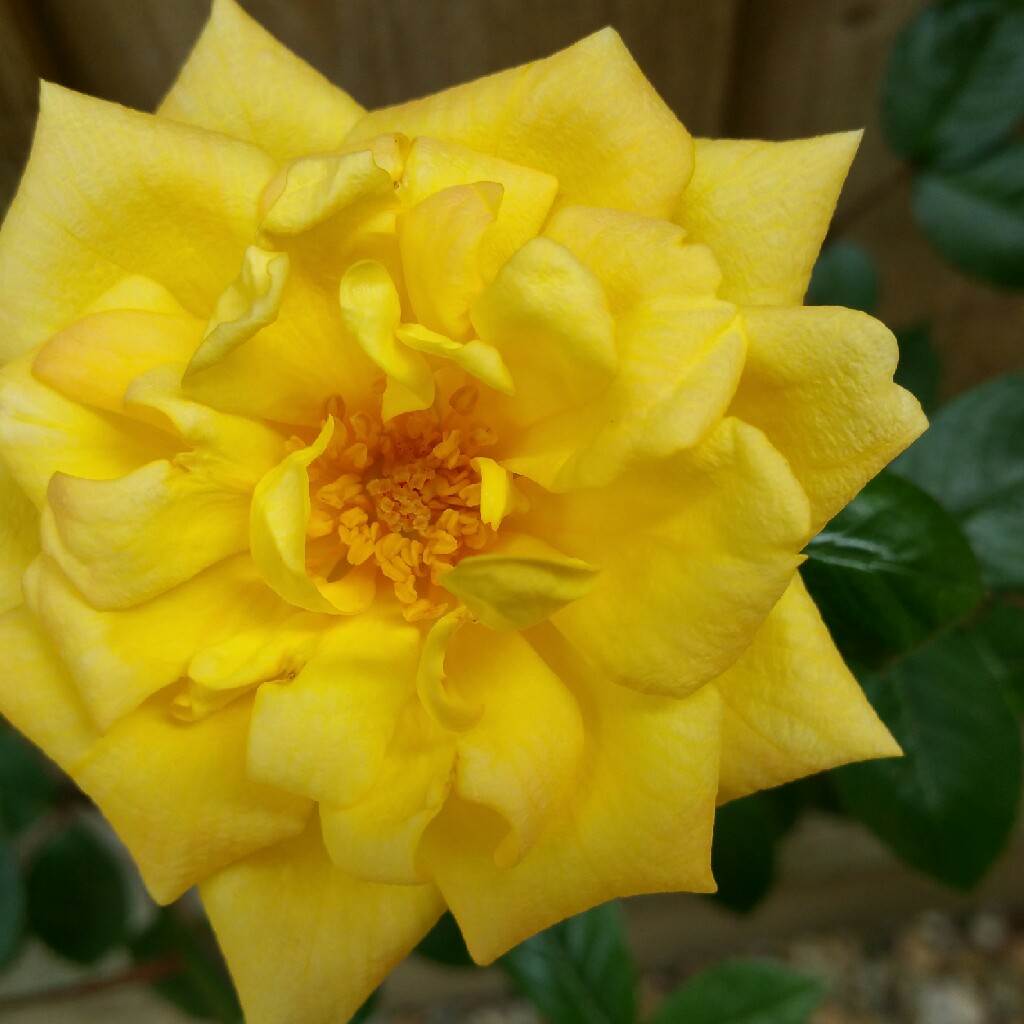 plant image 93073