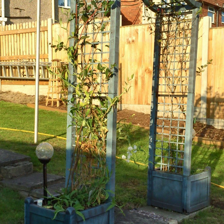 plant image 220892