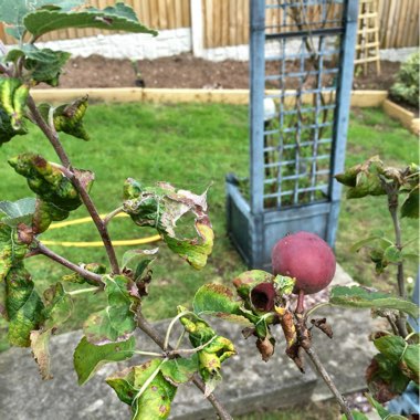 Apple 'Spartan'