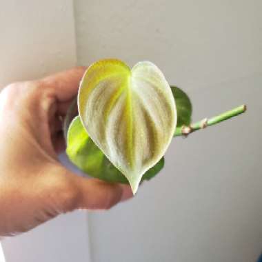 Philodendron camposportoanum