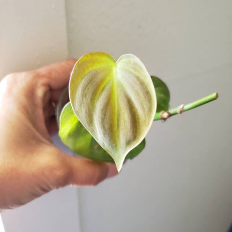 Plant image Philodendron camposportoanum
