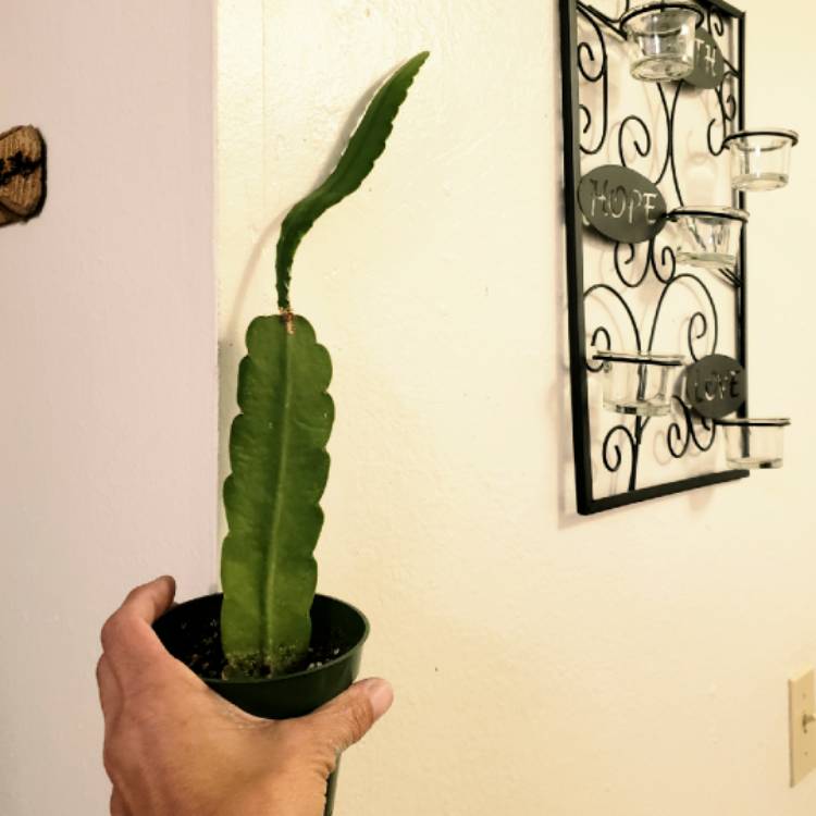 plant image 1402584